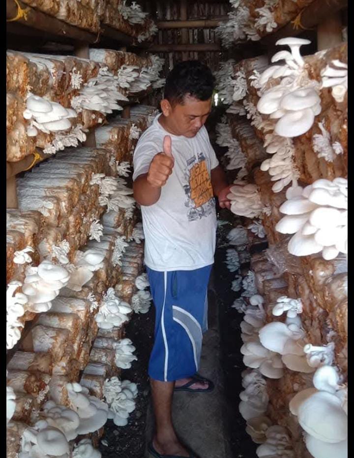 Panen Jamur