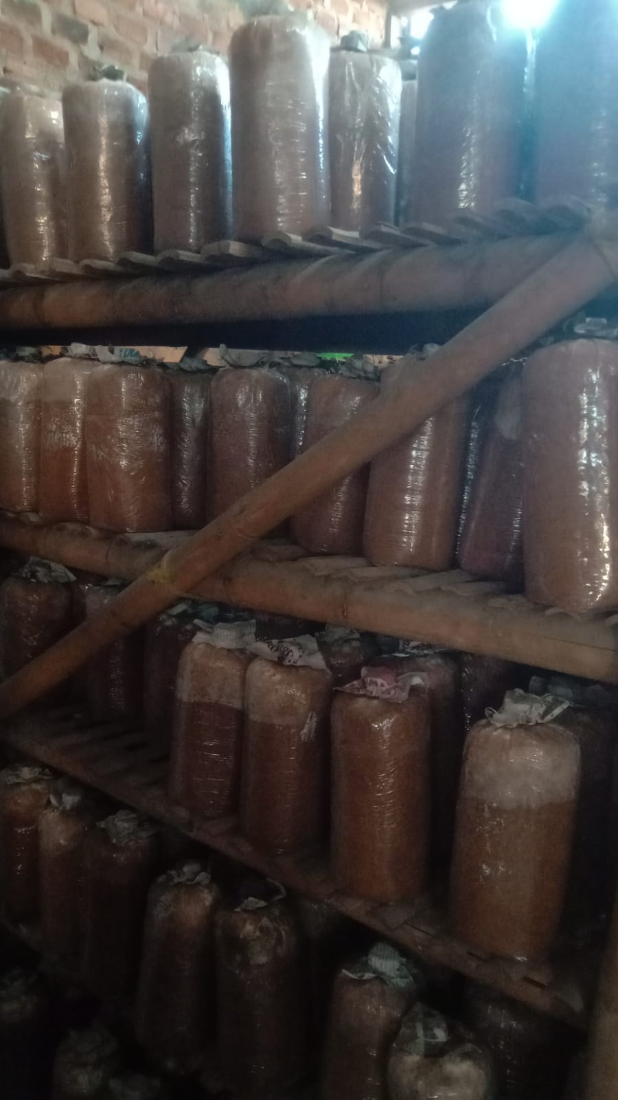 Kuliner Jamur